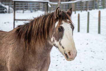 portrait of a horse in winter