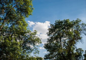 trees in the sky