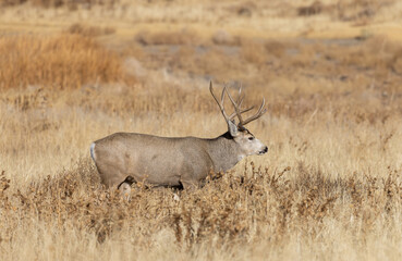 Mule Deer Buck During the Fall Rut in Colorado