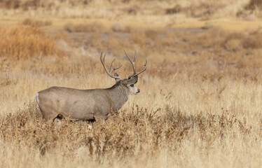 Mule Deer Buck During the Fall Rut in Colorado