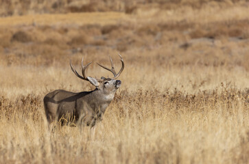 Fototapeta premium Mule Deer Buck During the Fall Rut in Colorado