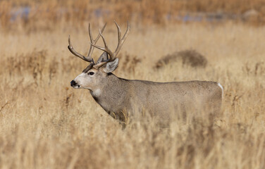 Naklejka na ściany i meble Mule Deer Buck During the Fall Rut in Colorado