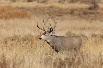 Mule Deer Buck During the Fall Rut in Colorado
