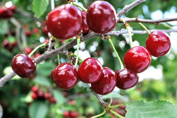 close-up of ripe  cherries on a tree in the garden