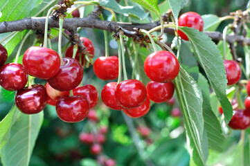 close-up of ripe  cherries on a tree in the garden
