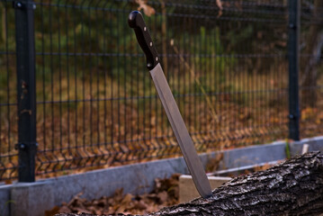 Duży nóż ( machete ) z drewnianą rączką wbity w pień ściętego drzewa . - obrazy, fototapety, plakaty