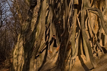 Korzenie drzew zwisające ze ściany lessowego wąwozu . Tree roots hanging from a wall, a Tree roots hanging from a wall, a loess gorge. 