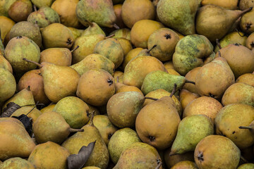 small, ripe stewed pears in a crate at a country shop on Goeree Overvlakkee