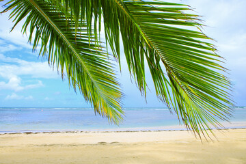Fototapeta premium Caribbean sea and palm leaves. Travel background.