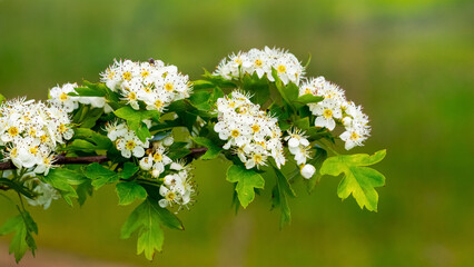 Hawthorn branch with white flowers in a field on a blurred background, hawthorn blossoms