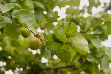 Close-up of the branches of an apricot tree with unripe fruits