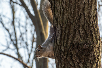 Obraz premium squirrel