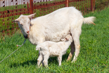 A small goat sucks milk from the udder of a mother goat on a pasture