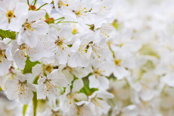 Sweet cherry branches with abundant white flowers. Sweet cherry blossoms