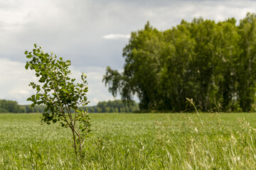Lonely tree against the backdrop of a green field and a large forest.