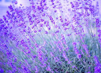 Selective and soft focus on lavender flower, beautiful lavender flower in summer