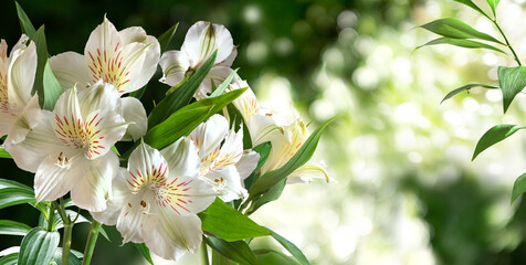Fototapeta premium Alstroemeria branch with white flowers and leaves on a green spring blurred garden background. Horizont.