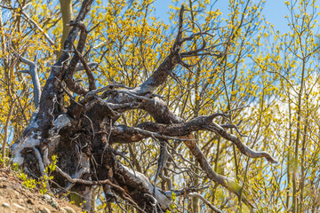 Amazing dead tree in abstract, spectacular view with blue sky background and yellow trees. 