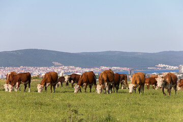 Fototapeta na wymiar Free grazing of a herd of cows in a meadow near the resort coast of Sunny Beach. Meat and dairy industry in Bulgaria. Hereford breed of cattle.