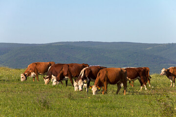 Fototapeta na wymiar Free grazing of a herd of cows in a meadow near the resort coast of Sunny Beach. Meat and milk industry in Bulgaria. Hereford breed of cattle.