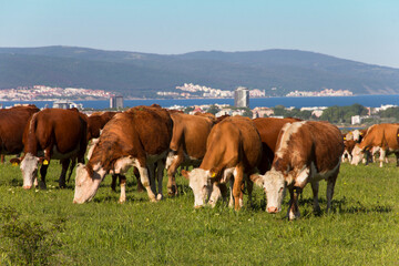Free grazing of a herd of cows in a meadow near the resort coast of Sunny Beach. Meat and milk...