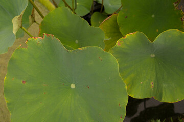 Closeup view of Xin Jin Xia lotus green leaves. 