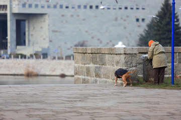 Kobieta spaceruje z psem po moście Grunwaldzkim. 
