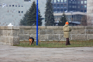 Kobieta spaceruje z psem po moście Grunwaldzkim.