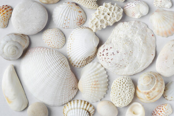 Background of many sea shells