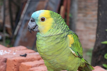 Loro de Chaco Argentina 2
