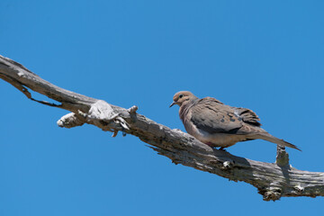 mourning dove (Zenaida macroura)