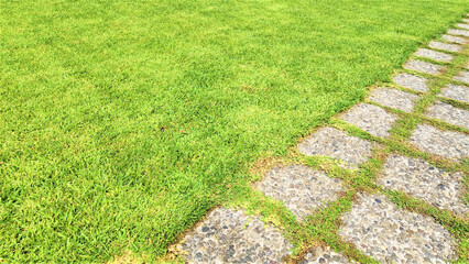Green grass natural background texture.