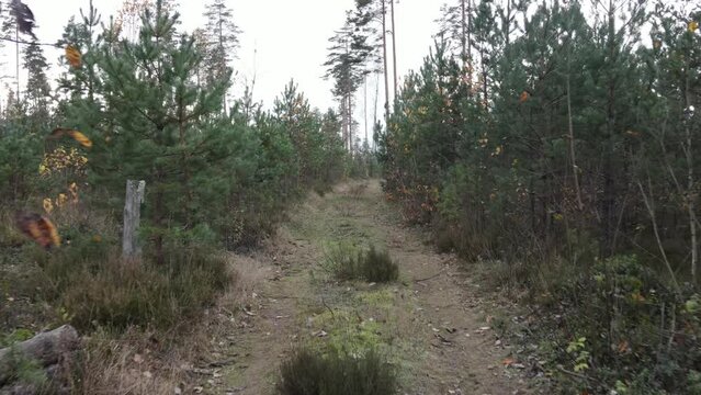 Autumn landscape in the forest, trees without leaves and a forest clearing road. Video effect Dolly Zoom. 