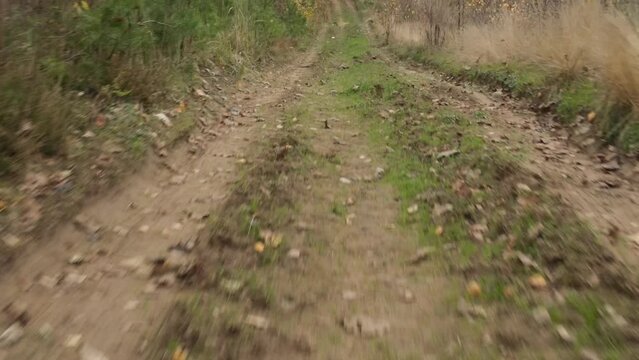 Autumn landscape in the forest, trees without leaves and a forest clearing road. Video effect Dolly Zoom. 