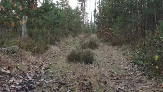 Autumn landscape in the forest, trees without leaves and a forest clearing road. Video effect Dolly Zoom. 