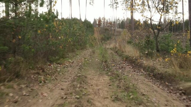 Autumn landscape in the forest, trees without leaves and a forest clearing road. Video effect Dolly Zoom. 