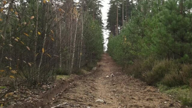 Autumn landscape in the forest, trees without leaves and a forest clearing road. Video effect Dolly Zoom. 