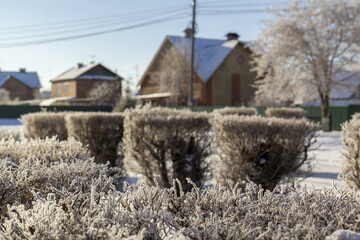 Winter plant landscape design in a suburban cottage village.