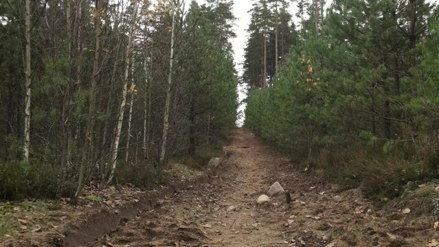 Autumn landscape in the forest, trees without leaves and a forest clearing road. Video effect Dolly Zoom. 
