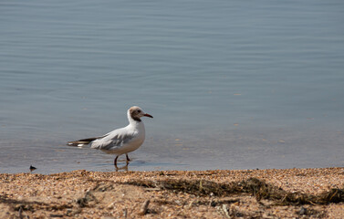 Adorable seagulls run along the coastline, spreading their white-gray wings and picking up food they find
