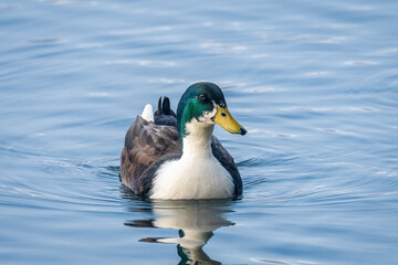 A farm yard duck swimming on a pond at a UK nature reserve.