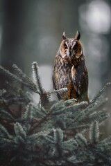 great horned owl on branch