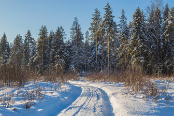 Fototapeta premium winter in the forest
