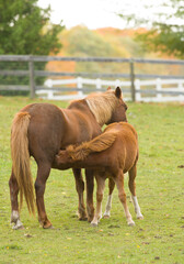 Naklejka na ściany i meble chestnut mare and foal brown with flax mane and tail mother horse with colt or filly baby horse nursing from mare in fenced paddock on rural farm fall leaves in background vertical format space on top