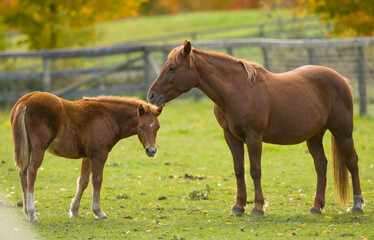 Naklejka na ściany i meble chestnut mare and foal brown with flax mane and tail mother horse with colt or filly mare nuzzling foal cute animal pic maternal love equine communication green grass horizontal format room for type 