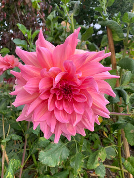 pink dahlia flower in garden