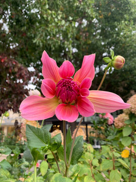 exotic pink flower in garden