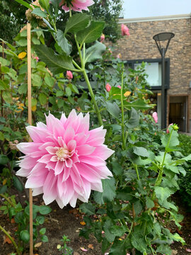 Pink flower and street lamp