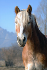 Fototapeta premium portrait of a horse