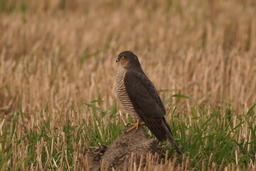A male Sparrowhawk (Accipiter nisus) surveys a field